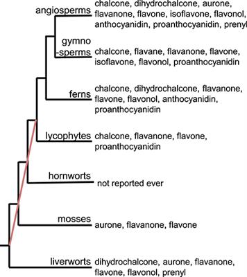 Evolution of Metabolic Pathways (Recent Advances in Phytochemistry)